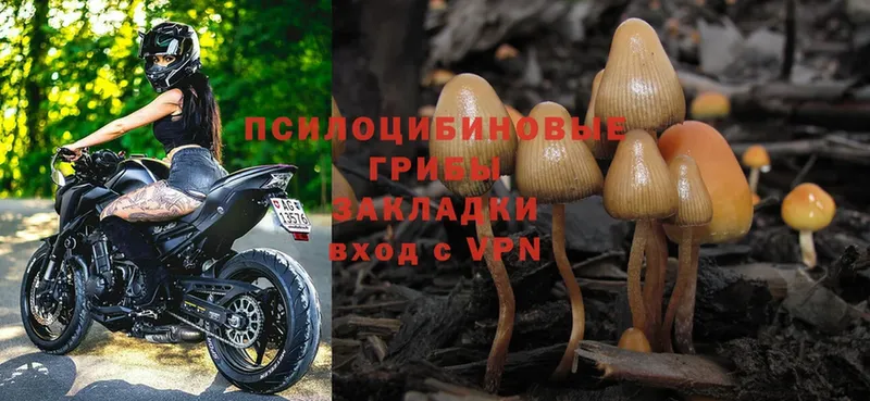 ссылка на мегу рабочий сайт  Красногорск  Галлюциногенные грибы Psilocybe 